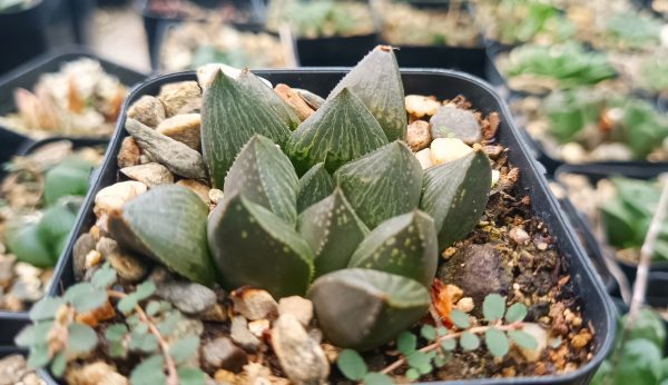 Haworthia Pygmaea Fusca showcasing its unique striped leaf patterns.