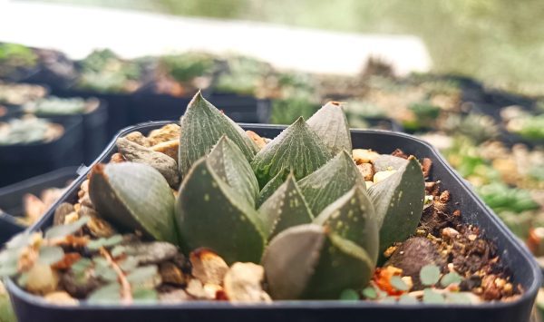 A single Haworthia Pygmaea Fusca plant with lush foliage on a wooden table.