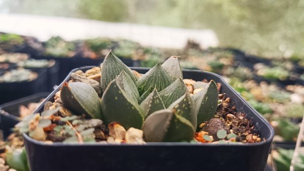 Haworthia Pygmaea Fusca succulent arranged with other succulents in a garden.