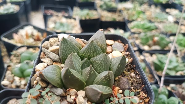 A thriving Haworthia Pygmaea Fusca against a bright, sunlit background.