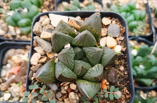 Haworthia Pygmaea Fusca plant in a modern ceramic pot, adding decor to a living room.