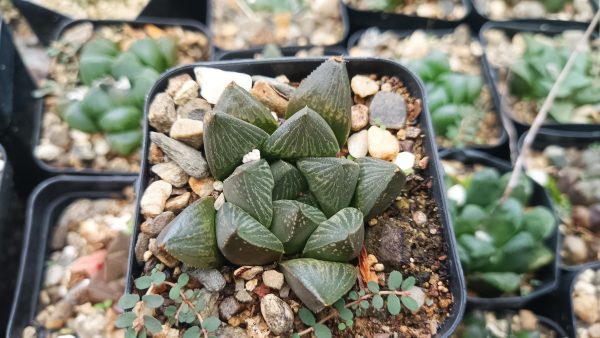 Top view of a Haworthia Pygmaea Fusca showing its rosette shape and leaf details.