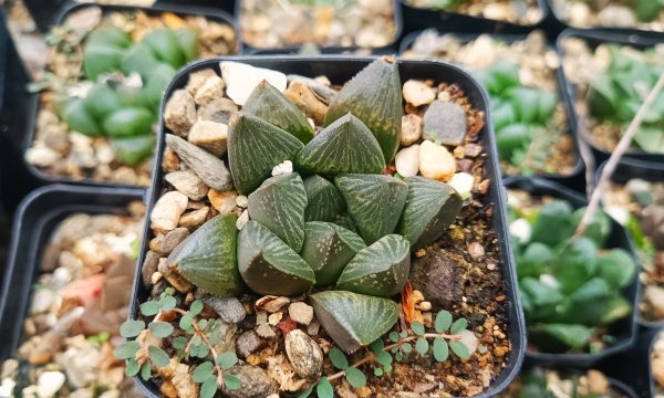 A Haworthia Pygmaea Fusca displayed alongside gardening tools on a patio.