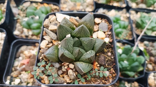 Potted Haworthia Pygmaea Fusca plant on a garden shelf surrounded by other plants.