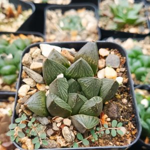 Haworthia Pygmaea Fusca with dew drops glistening on its leaves in the morning sun.