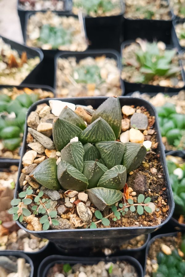 Haworthia Pygmaea Fusca with dew drops glistening on its leaves in the morning sun.