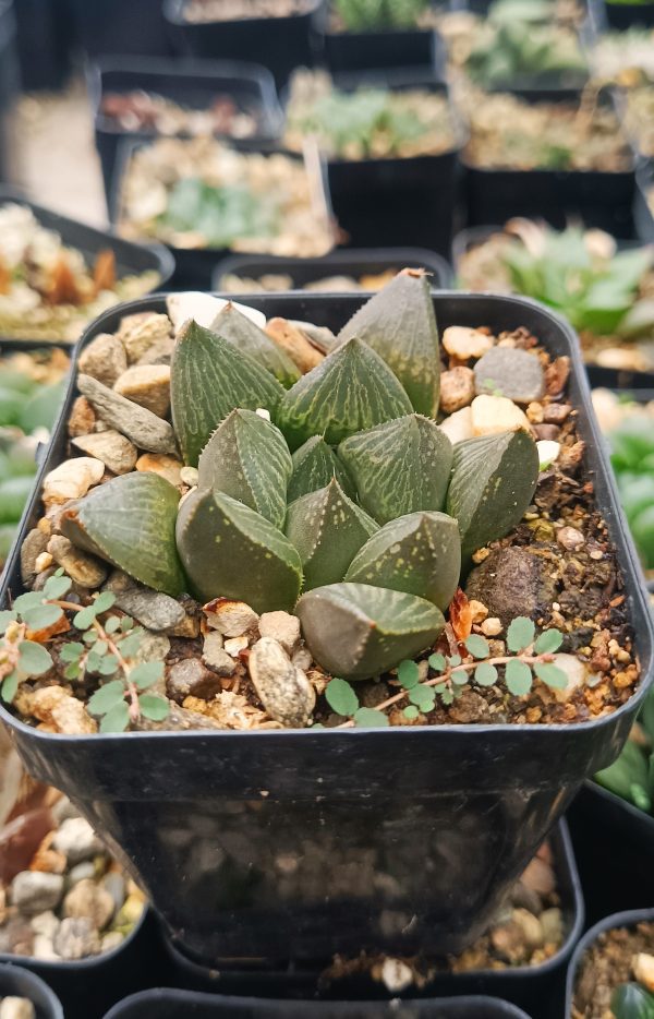 A decorative terrarium featuring Haworthia Pygmaea Fusca along with colorful pebbles.