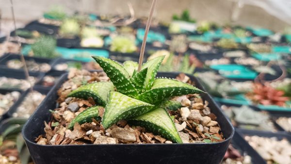 Rare Haworthia Kintaikyo X Wooleyi succulent with white striations.