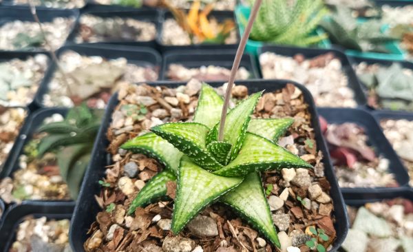 Haworthia Kintaikyo X Wooleyi in a decorative pot.