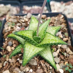 Group of Haworthia Kintaikyo X Wooleyi succulents in a garden.