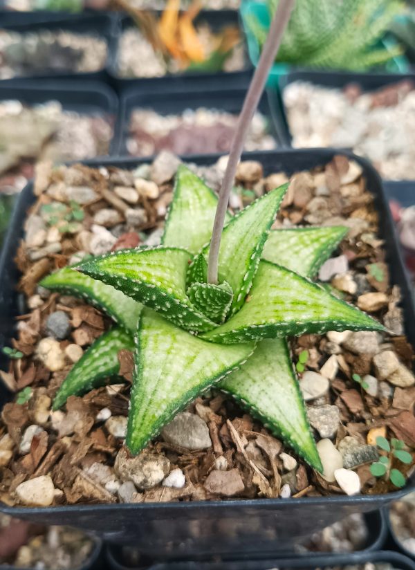 Group of Haworthia Kintaikyo X Wooleyi succulents in a garden.