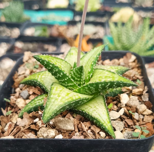 Close-up of the leaves of Haworthia Kintaikyo X Wooleyi.