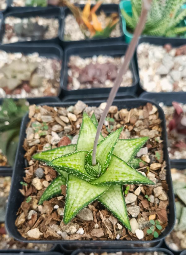 Haworthia Kintaikyo X Wooleyi on an office desk.