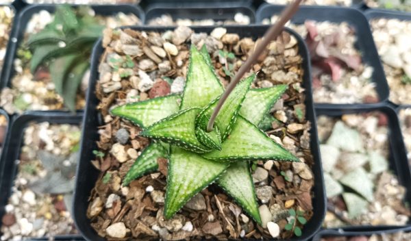 Haworthia Kintaikyo X Wooleyi succulent surrounded by pebbles.