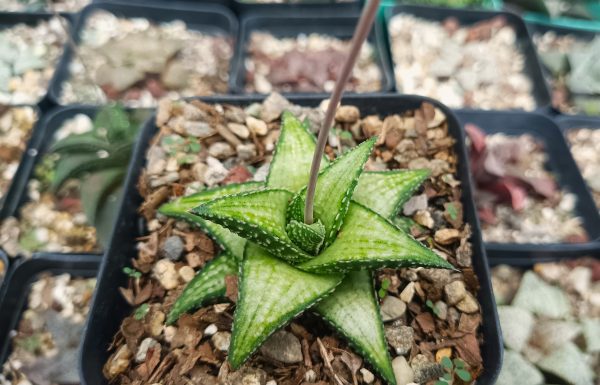 Haworthia Kintaikyo X Wooleyi plant in a terrarium.