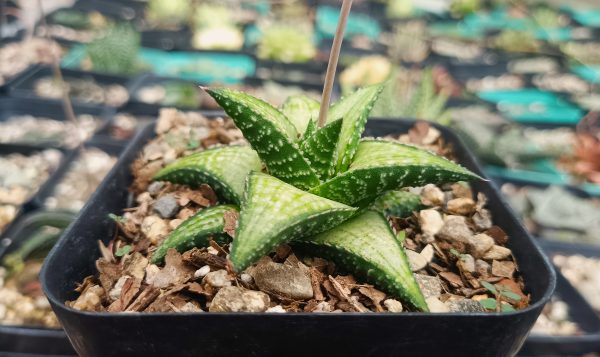 Haworthia Kintaikyo X Wooleyi in bright sunlight.