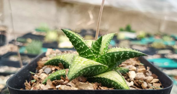 Haworthia Kintaikyo X Wooleyi with flowering succulent in the background.