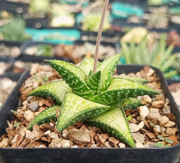 Haworthia Kintaikyo X Wooleyi in a minimalistic setting.