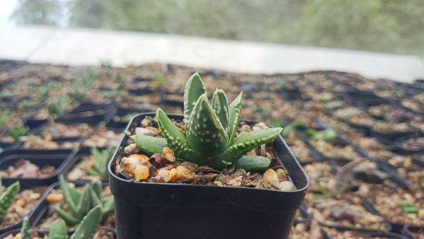 Haworthia Tears of Angel x Haworthia Pumila Emperor succulent with translucent leaves.