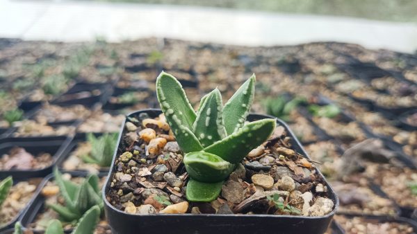 Close-up of the unique "tears" on Haworthia succulent leaves.