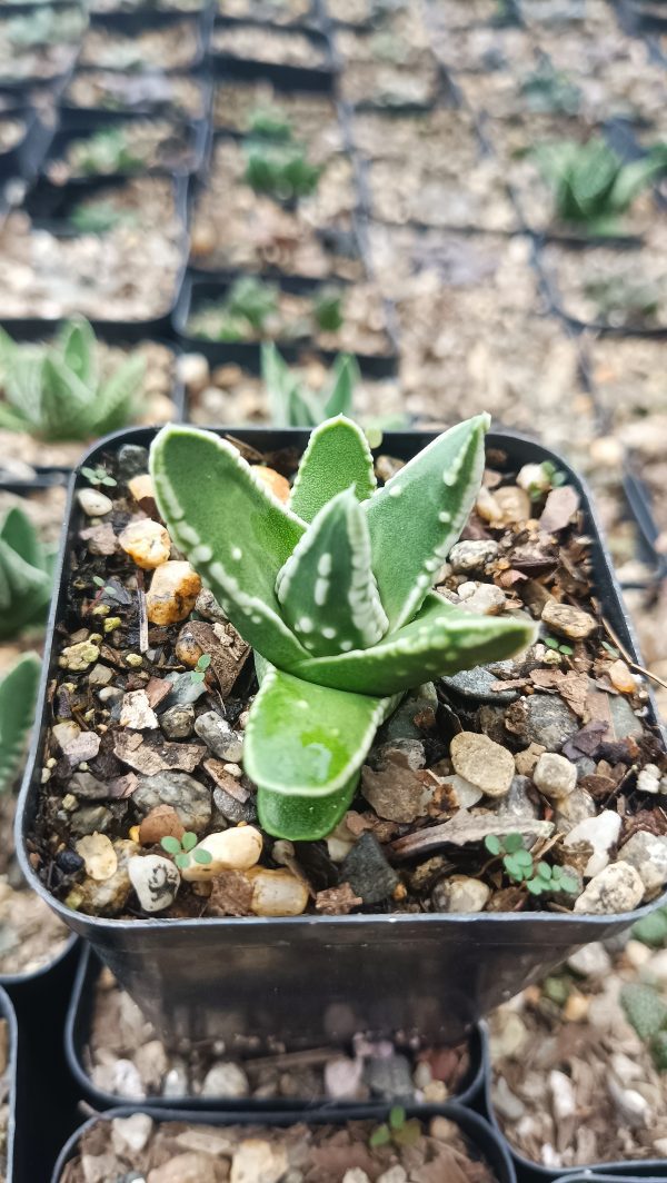 Haworthia Tears of Angel x Pumila Emperor displayed in a decorative pot.