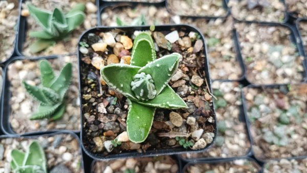 An elegant arrangement of Haworthia Tears of Angel in a modern setting.