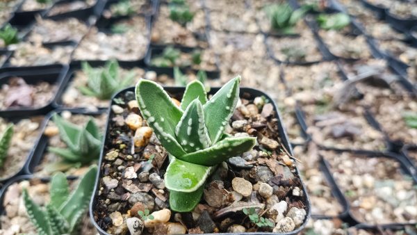 Succulent plant with rosettes in natural sunlight.