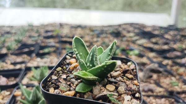 Haworthia Tears of Angel next to a coffee cup on a desk.