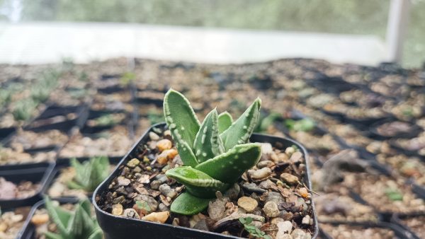 Stylish home decor featuring Haworthia succulent in a terrarium.