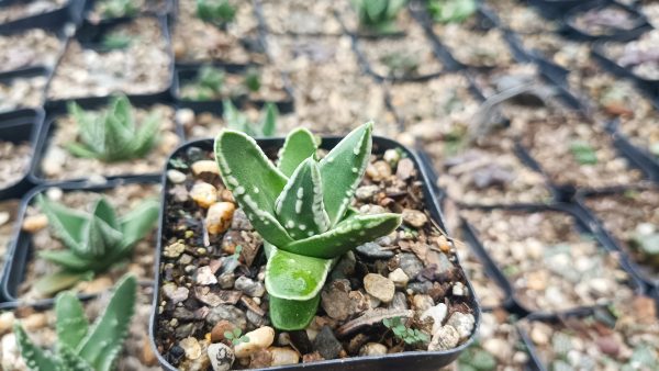 Outdoor garden setting with Haworthia Tears of Angel plants.