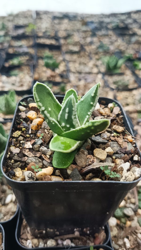 Succulent leaves showing intricate patterns and textures.