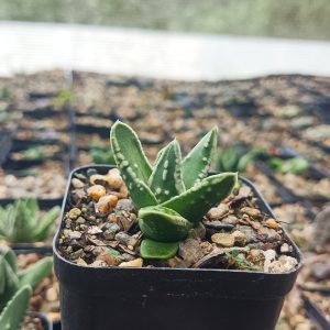 Haworthia Tears of Angel x Pumila Emperor on a kitchen windowsill.