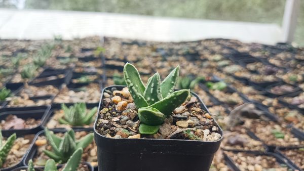 Haworthia Tears of Angel x Pumila Emperor on a kitchen windowsill.