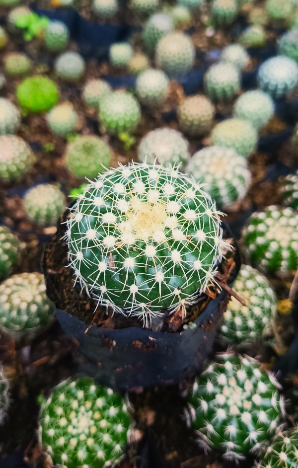 Noto Cactus Hybrid in bright sunlight