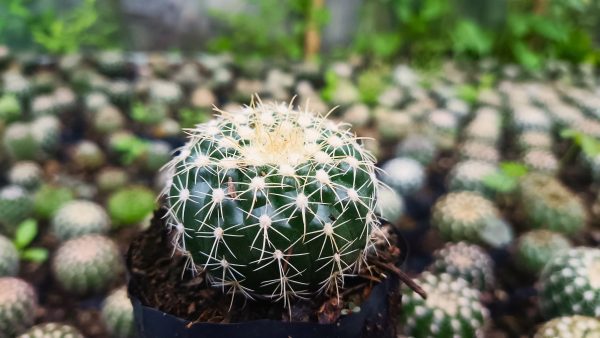 Noto Cactus Hybrid in a minimalist room