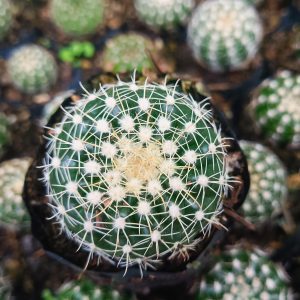 Group of Noto Cactus Hybrid plants