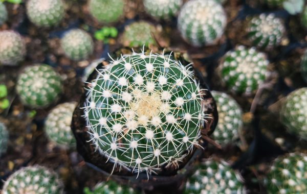 Group of Noto Cactus Hybrid plants