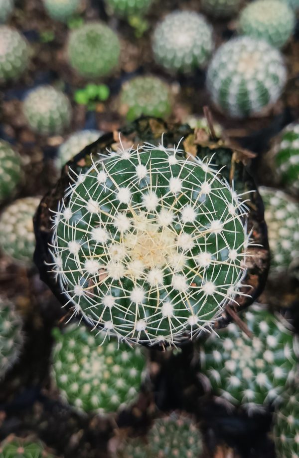 Noto Cactus Hybrid in a terracotta pot