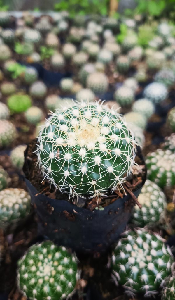 Noto Cactus Hybrid on a desk