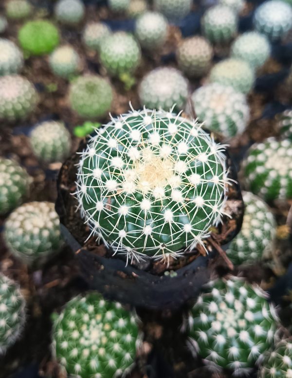 Noto Cactus Hybrid with flowers