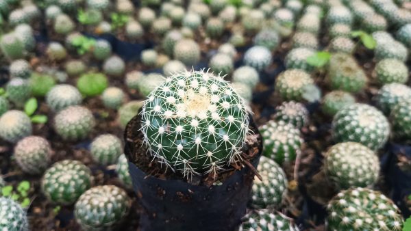 Noto Cactus Hybrid in an outdoor gardenNoto Cactus Hybrid in an outdoor garden