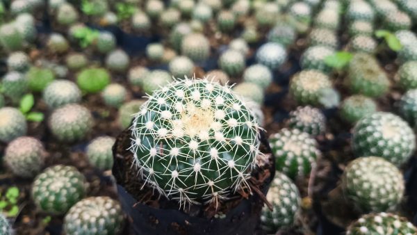 Noto Cactus Hybrid on a wooden shelf