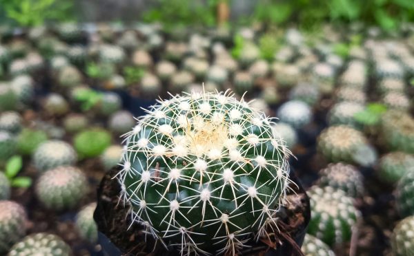 Close-up of Noto Cactus Hybrid spines