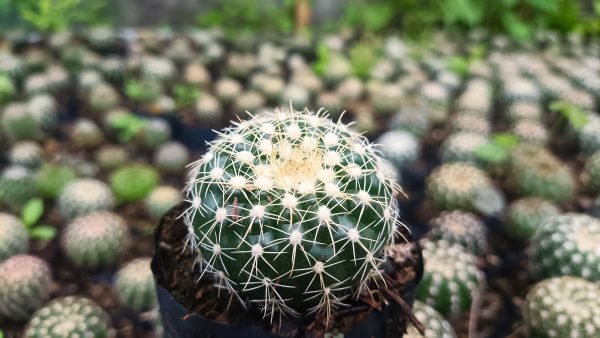 Noto Cactus Hybrid in a modern pot