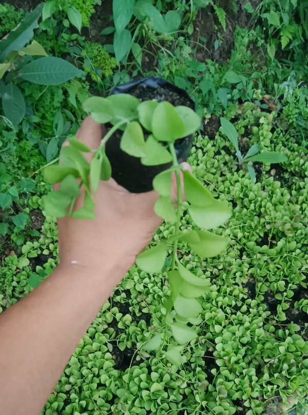 Hanging planters with multiple Trailing String of Nickels.