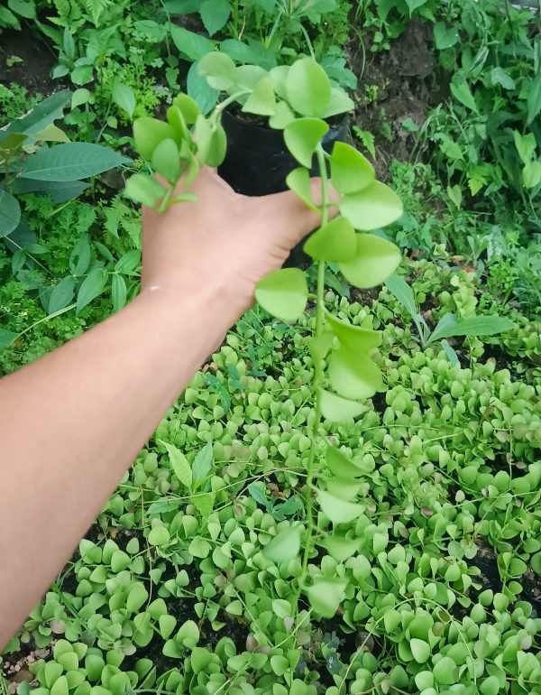 Trailing String of Nickels arranged in a vertical garden.