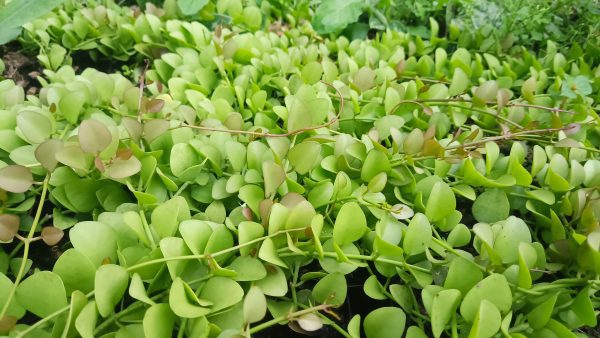 String of Nickels plant with sunlight filtering through its leaves.