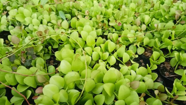 A vibrant display of Trailing String of Nickels in a garden.