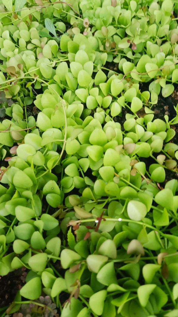 Close-up of round leaves of Dischidia Nummularia.