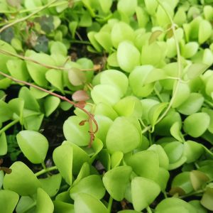 Trailing String of Nickels plant in a hanging pot